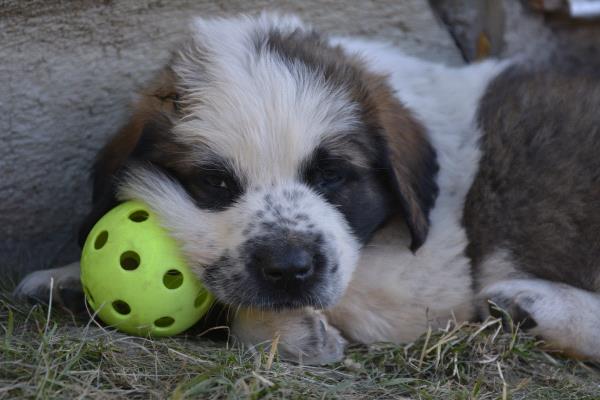 /Images/uploads/Humane Society of Utah/HSUCalendar/entries/1152thumb.jpg